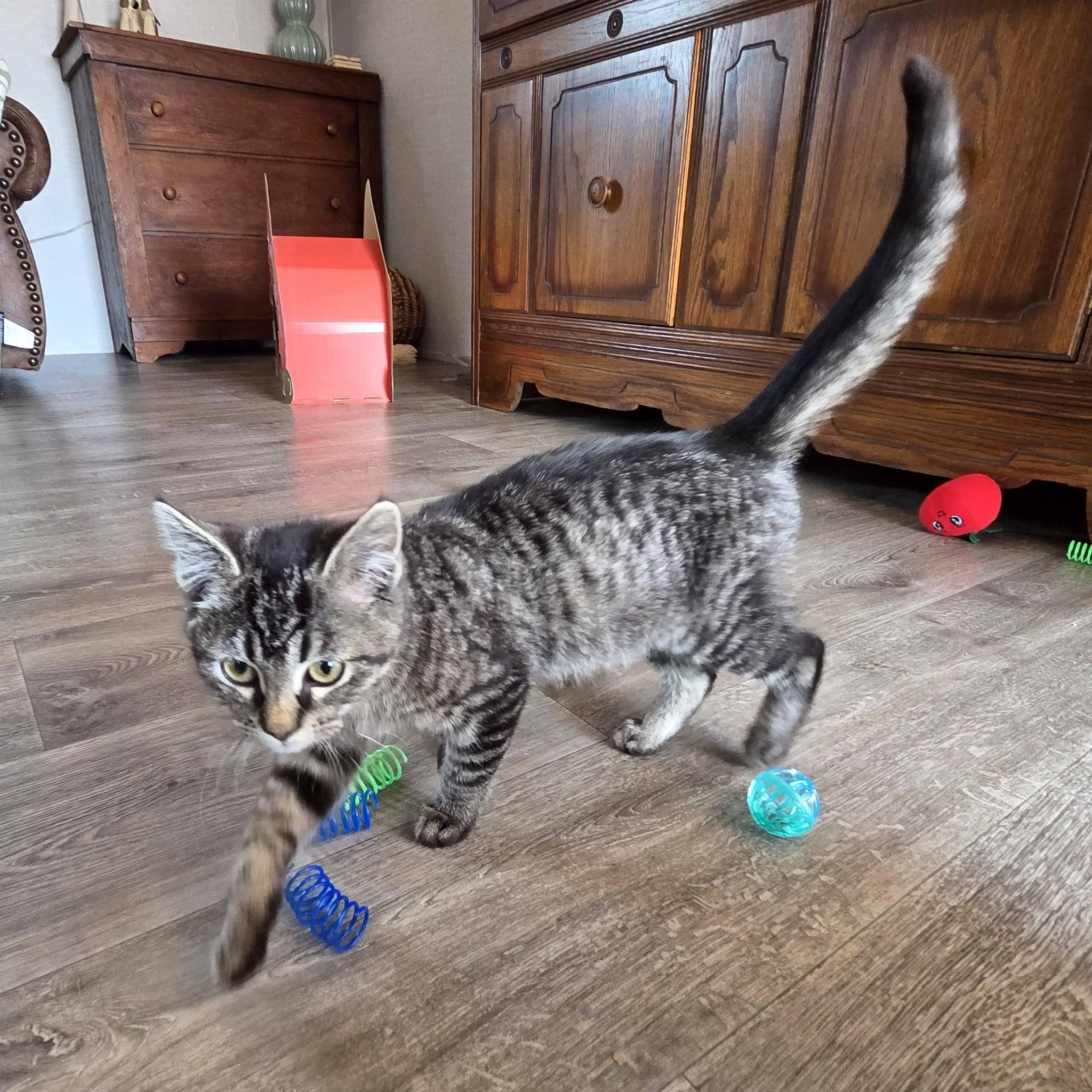 Enlarge Jade, an adopted Tabby in Okemah, OK image 4/6