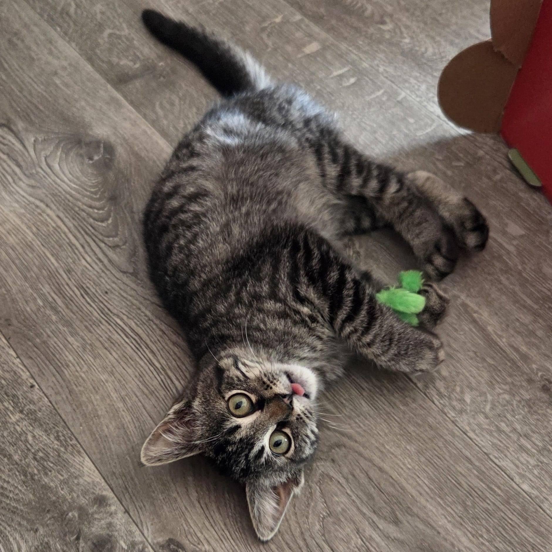 Enlarge Jade, an adopted Tabby in Okemah, OK image 3/6