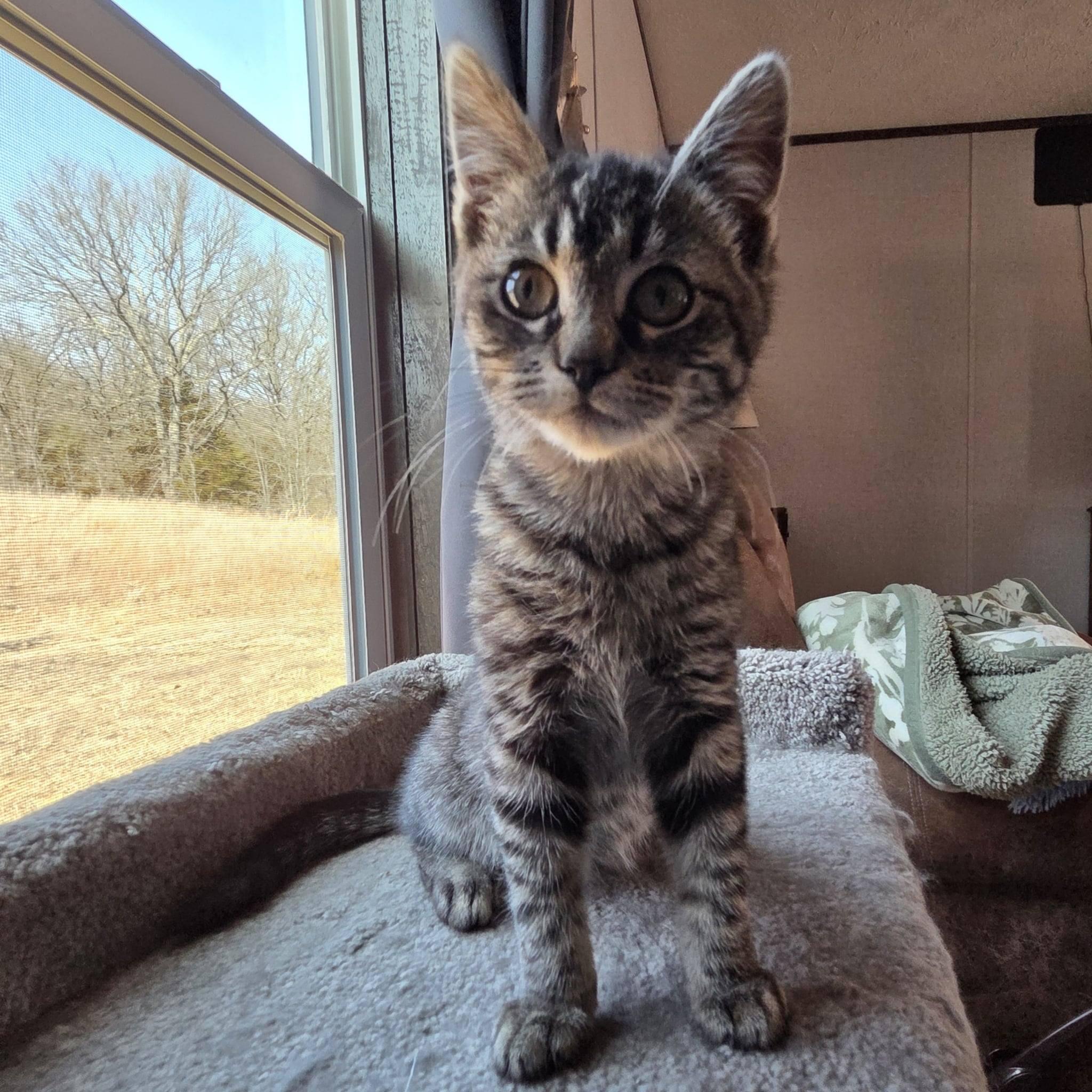 Enlarge Jade, an adopted Tabby in Okemah, OK image 2/6