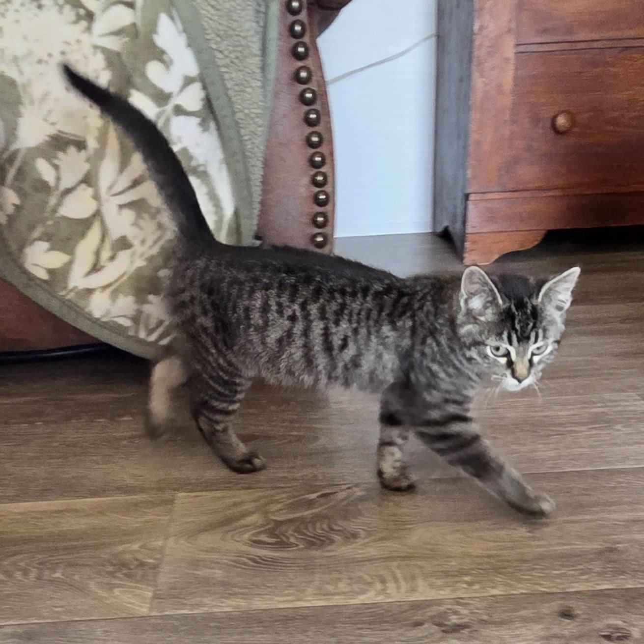 Enlarge Jade, an adopted Tabby in Okemah, OK image 6/6