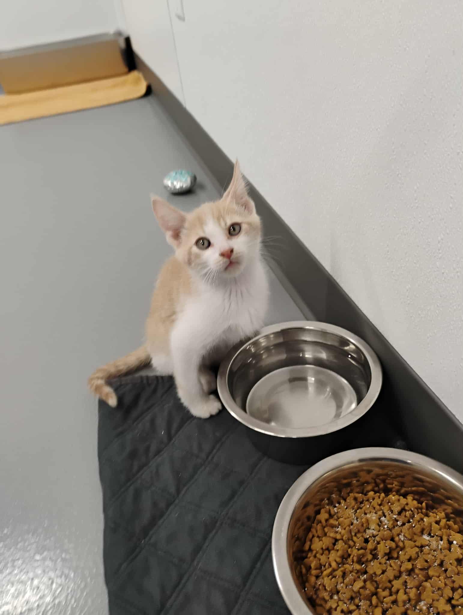 Enlarge Edward Litter Paws, an adopted Domestic Short Hair in Kalamazoo, MI image 1/1