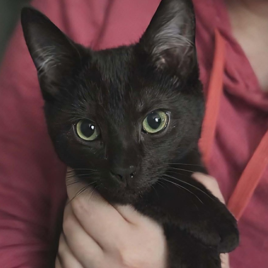 Zev, adopted, Kitten Male Domestic Short Hair.