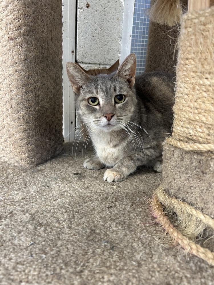 Enlarge Callie, a Adoptable Domestic Short Hair in Ontario, CA image 1/1