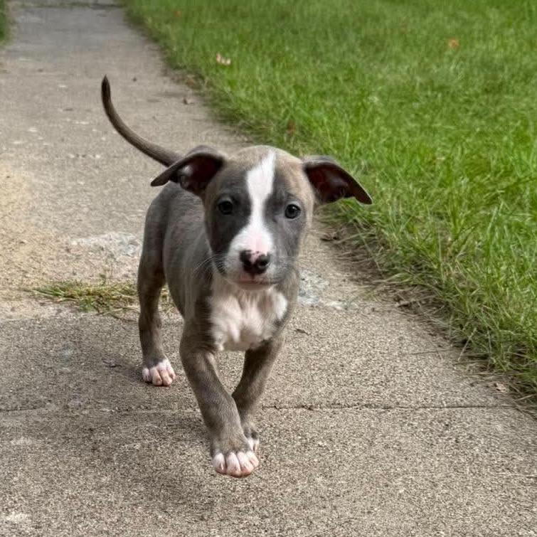 Zion, Adoptable, Puppy Male Pit Bull Terrier.