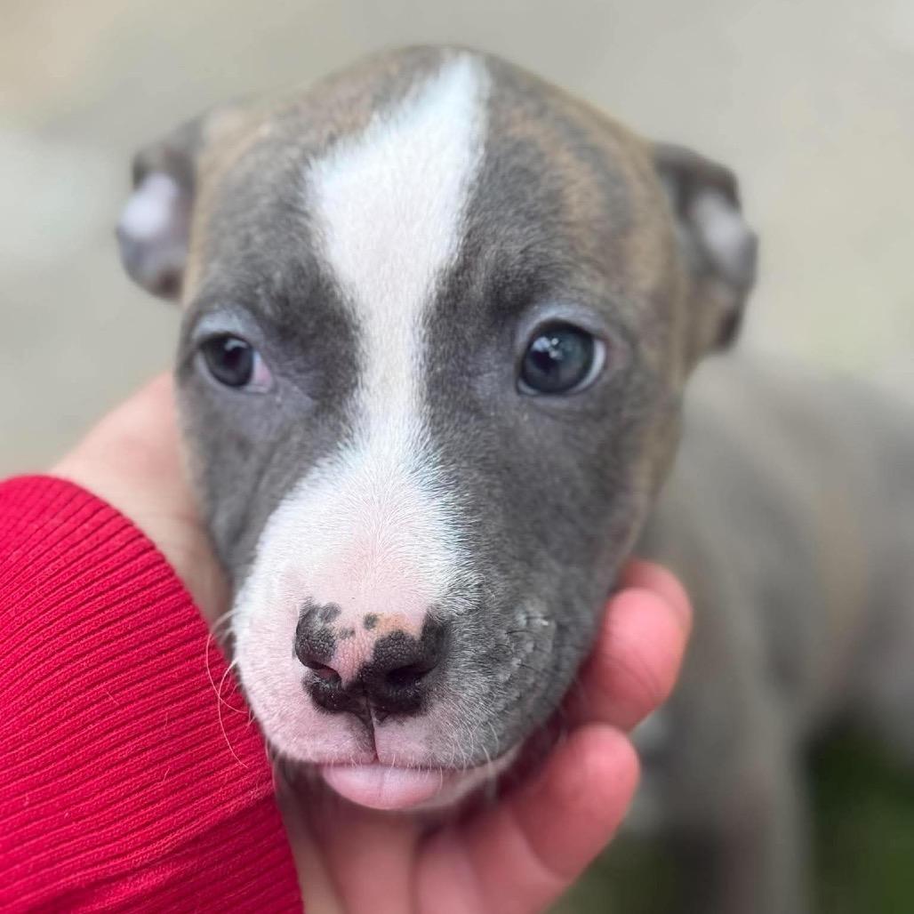 Enlarge Zion, a Adoptable Pit Bull Terrier in Waite Park, MN image 2/6