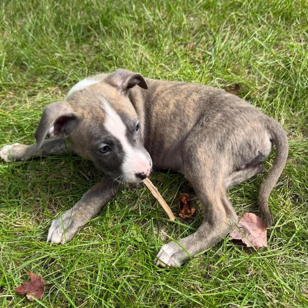 Enlarge Zion, a Adoptable Pit Bull Terrier in Waite Park, MN image 3/6