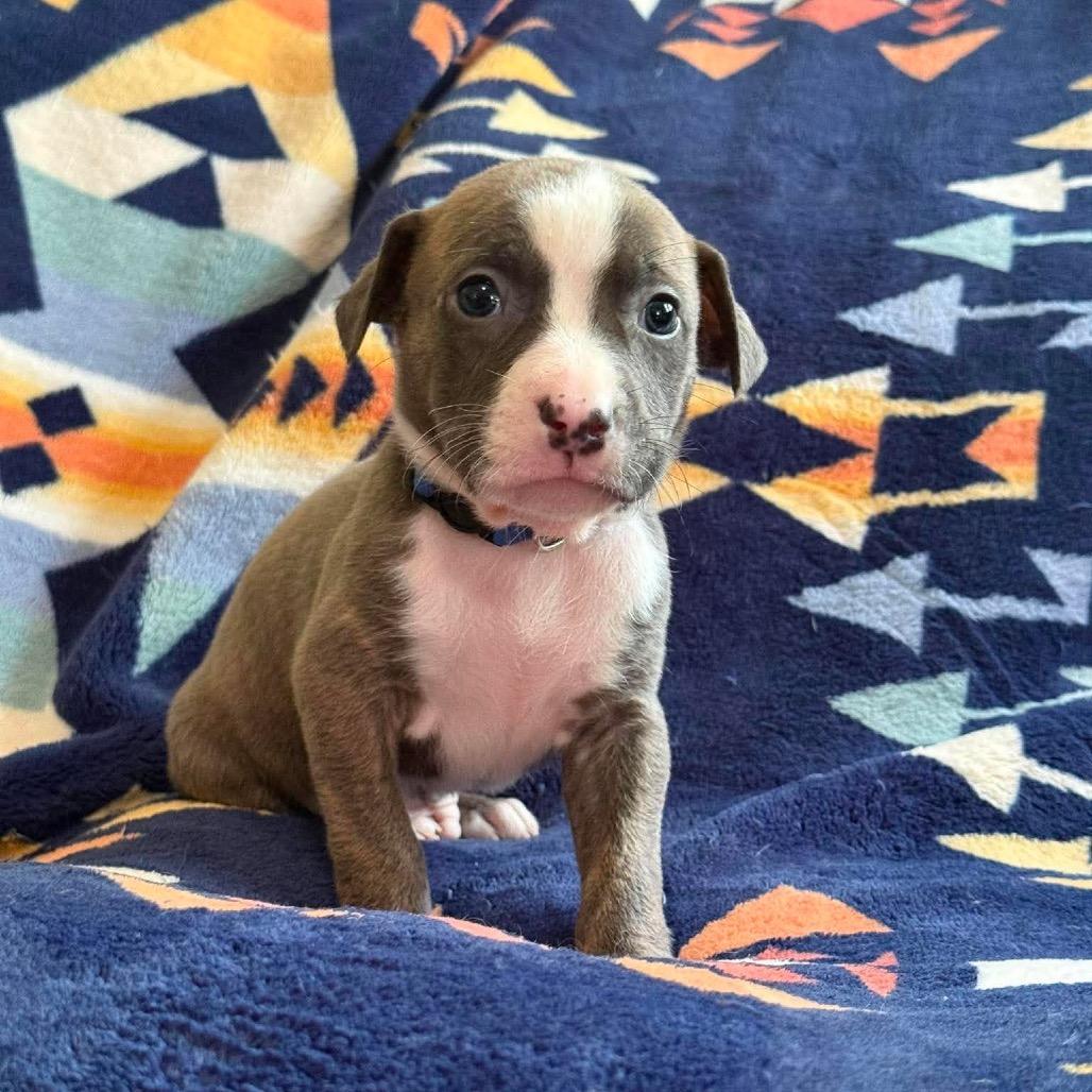 Zion, Adoptable, Puppy Male Pit Bull Terrier.