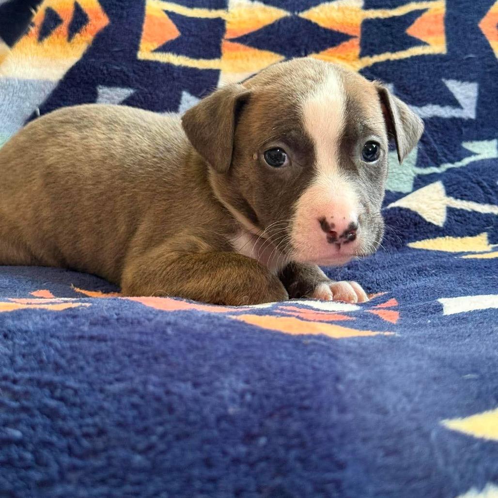 Enlarge Zion, a Adoptable Pit Bull Terrier in Brainerd, MN image 2/3