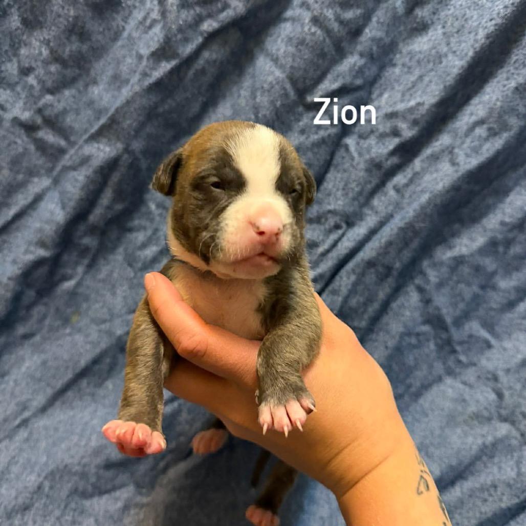 Enlarge Zion, a Adoptable Pit Bull Terrier in Brainerd, MN image 3/3