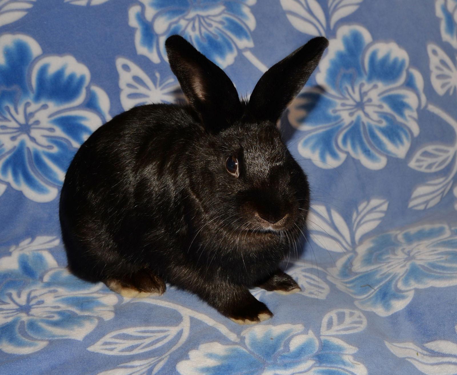 Enlarge Akiri, a Adoptable Satin in Chesterfield, MO image 1/3