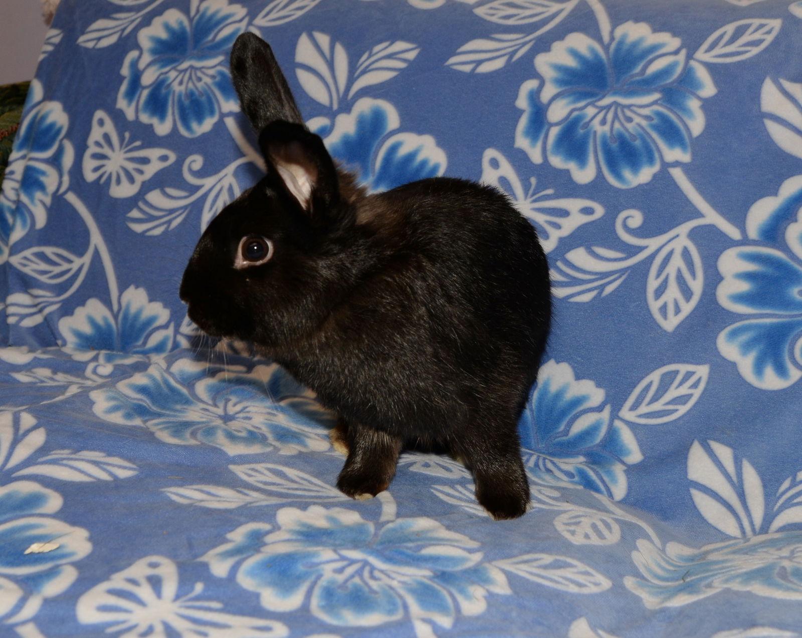 Enlarge Akiri, a Adoptable Satin in Chesterfield, MO image 2/3