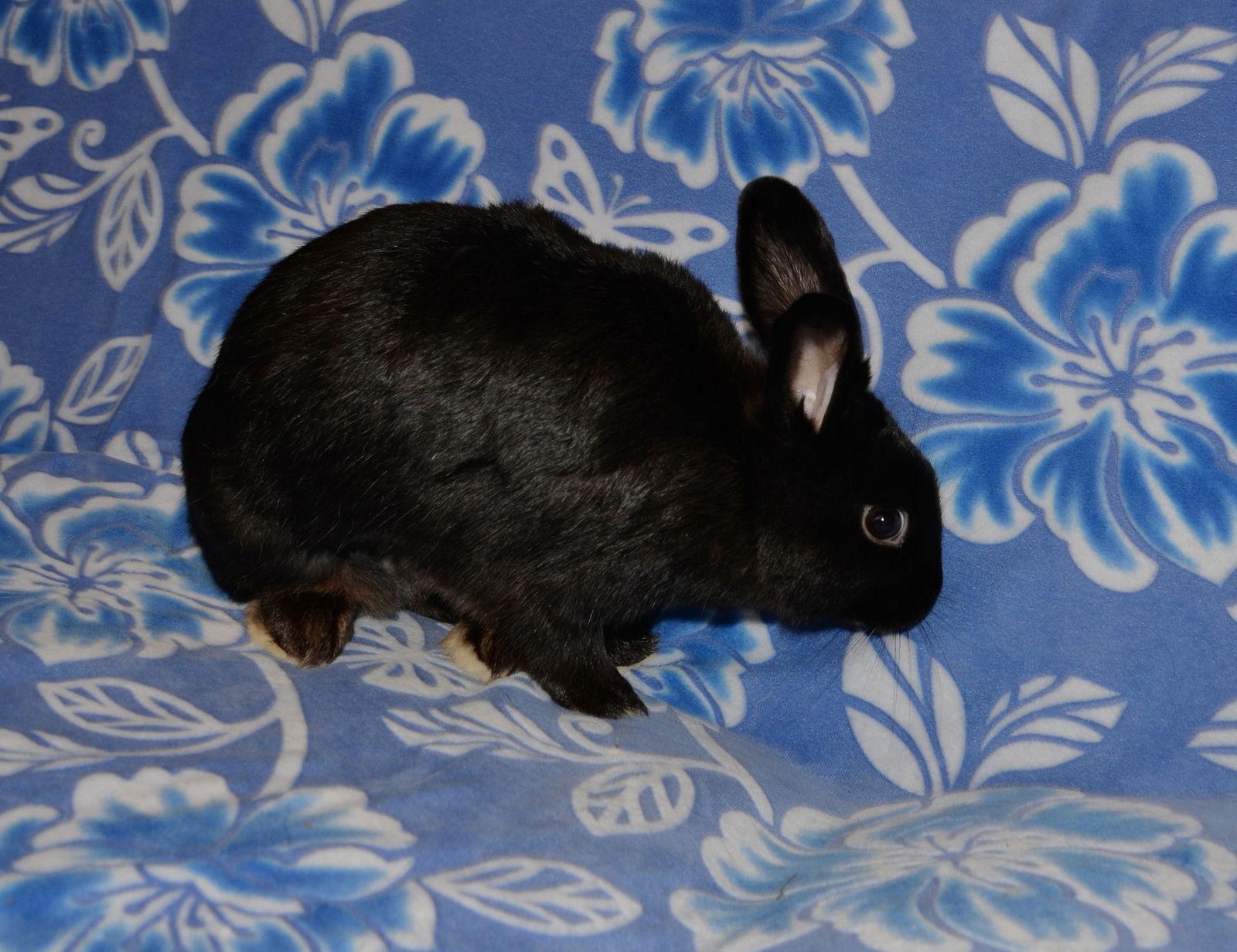 Enlarge Akiri, a Adoptable Satin in Chesterfield, MO image 3/3