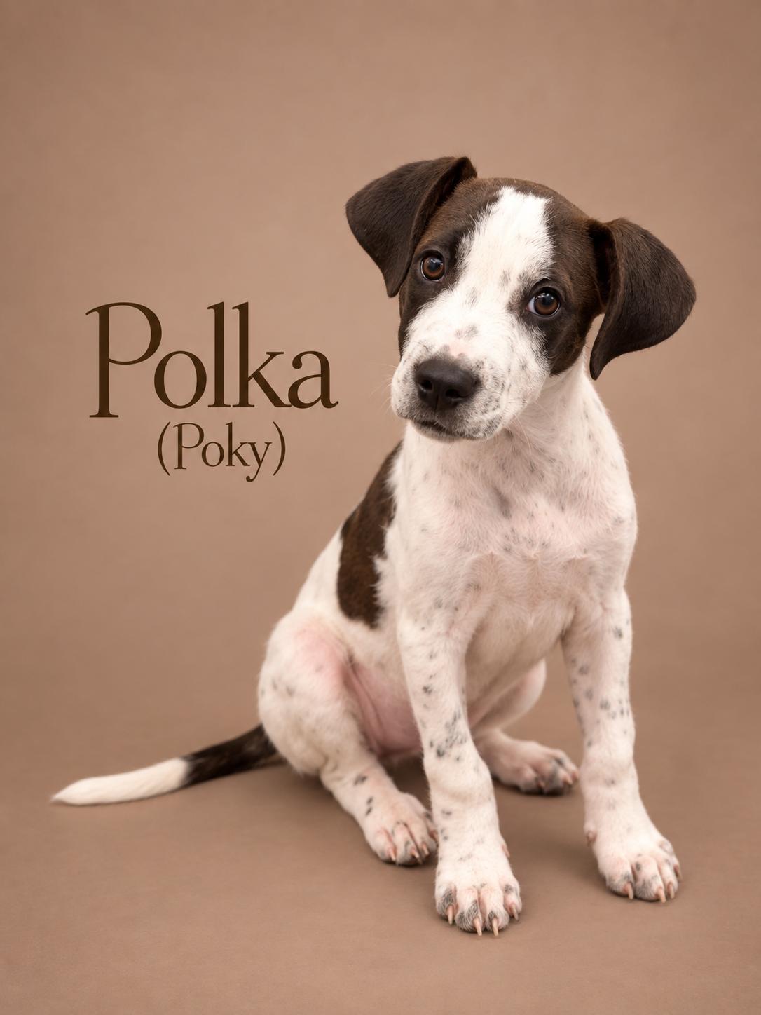 Enlarge Polka (Poky), a Adoptable Mixed Breed in MYRTLE BEACH, SC image 1/2