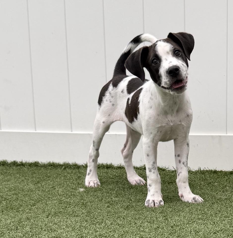 Enlarge Polka (Poky), a Adoptable Mixed Breed in MYRTLE BEACH, SC image 2/2