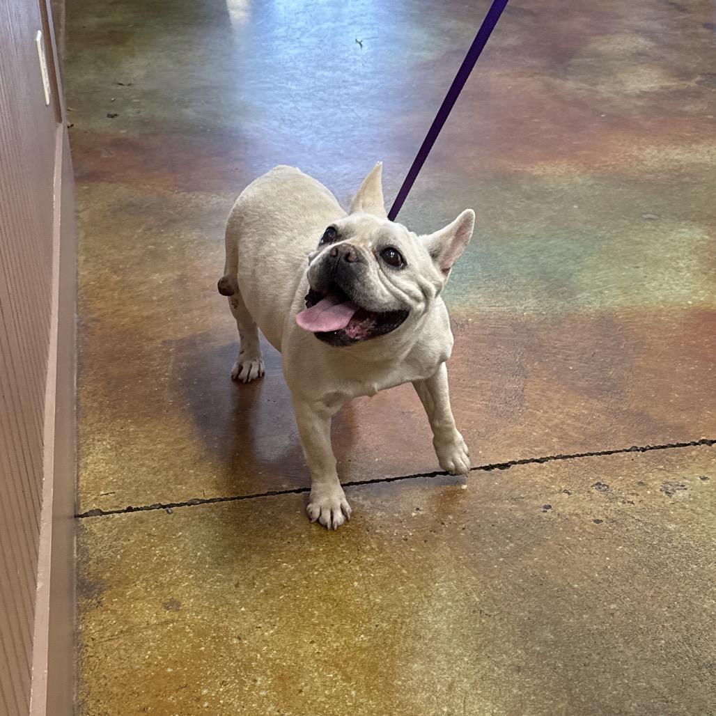 Enlarge Everly, a Adoptable French Bulldog in Montgomery, TX image 1/1