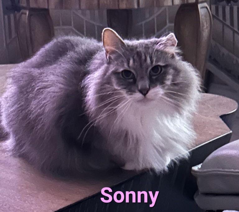 Sonny, a Adoptable Domestic Medium Hair in Longwood, FL image 1/3