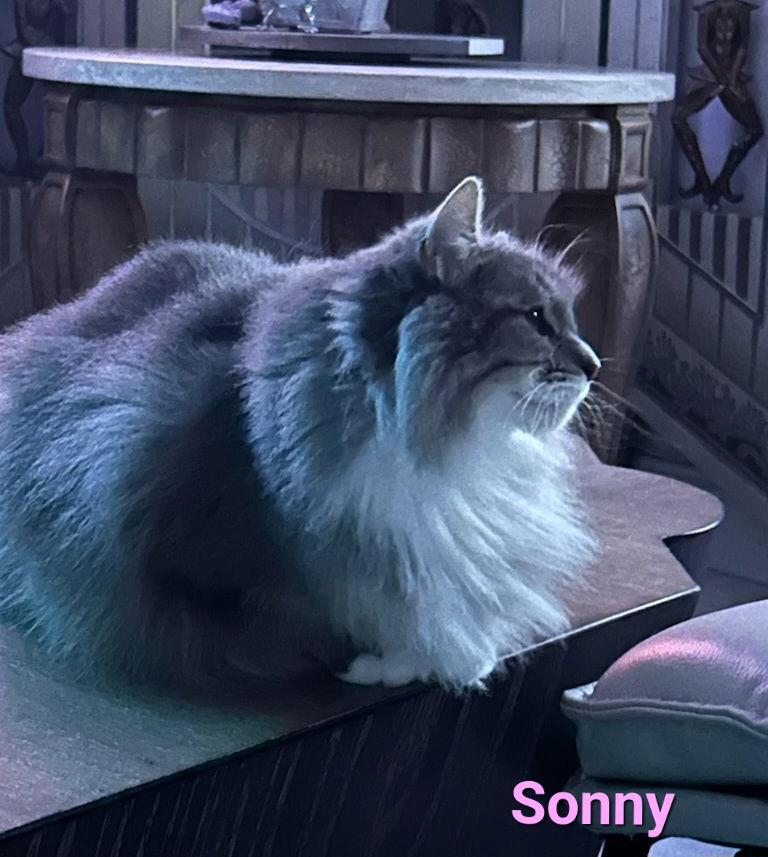 Sonny, a Adoptable Domestic Medium Hair in Longwood, FL image 2/3