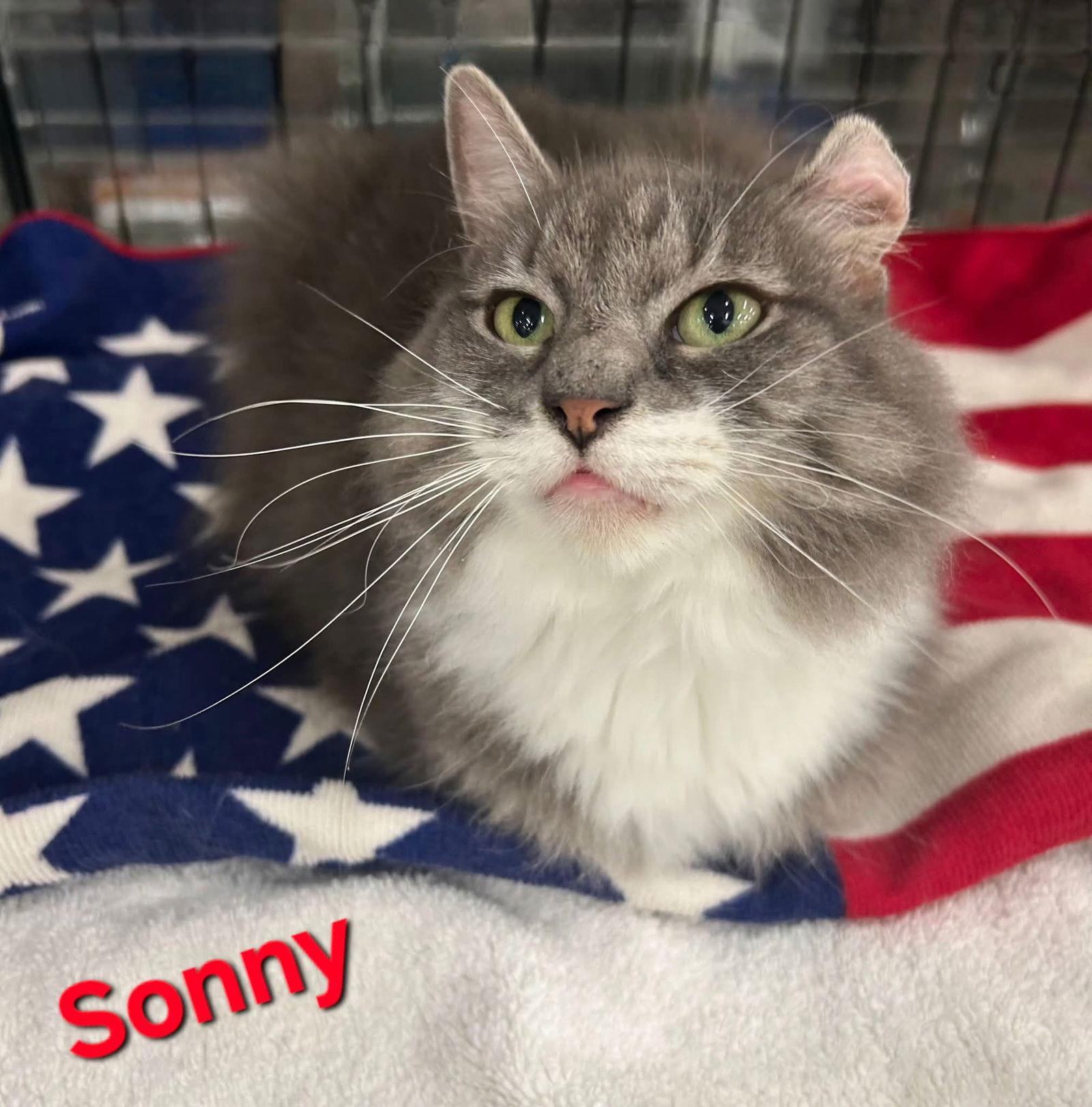Sonny, a Adoptable Domestic Medium Hair in Longwood, FL image 3/3