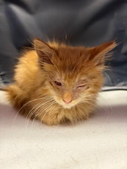 Enlarge 58773813, a Adoptable mixed breed in El Paso, TX image 1/1