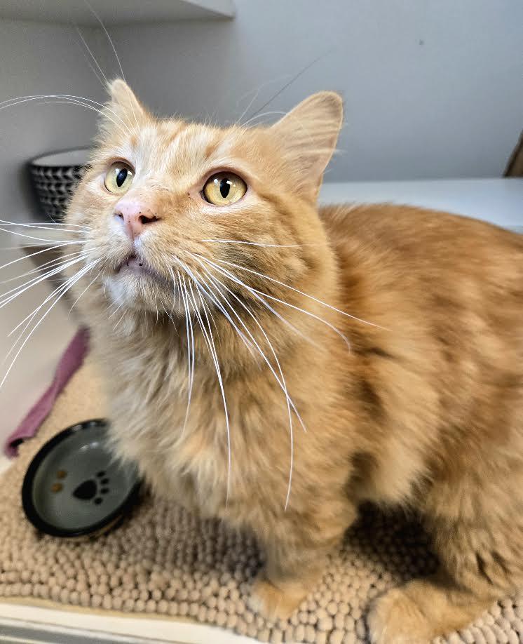 Enlarge Shadow, a ADOPTABLE mixed breed in Bellingham, WA image 1/5