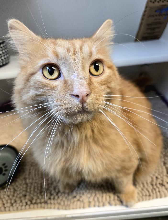 Enlarge Shadow, a ADOPTABLE mixed breed in Bellingham, WA image 2/5