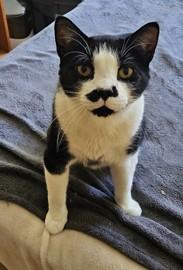 Enlarge Moustachio, an adopted Domestic Short Hair in Sherwood Park, AB image 2/5