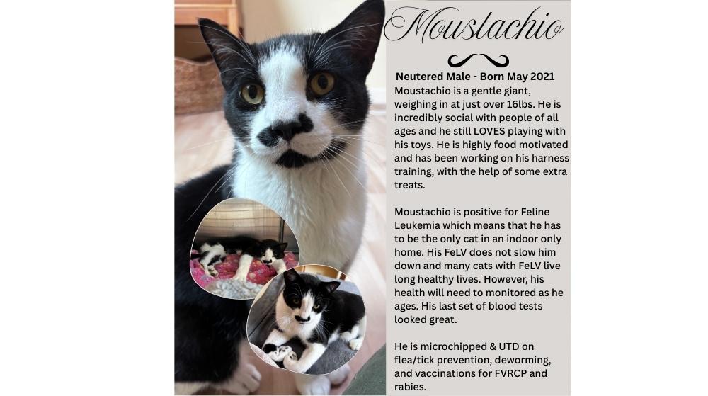 Moustachio, an adoptable Domestic Short Hair in Sherwood Park, AB, T8G 1E8 | Photo Image 2