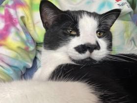 Enlarge Moustachio, an adopted Domestic Short Hair in Sherwood Park, AB image 1/5