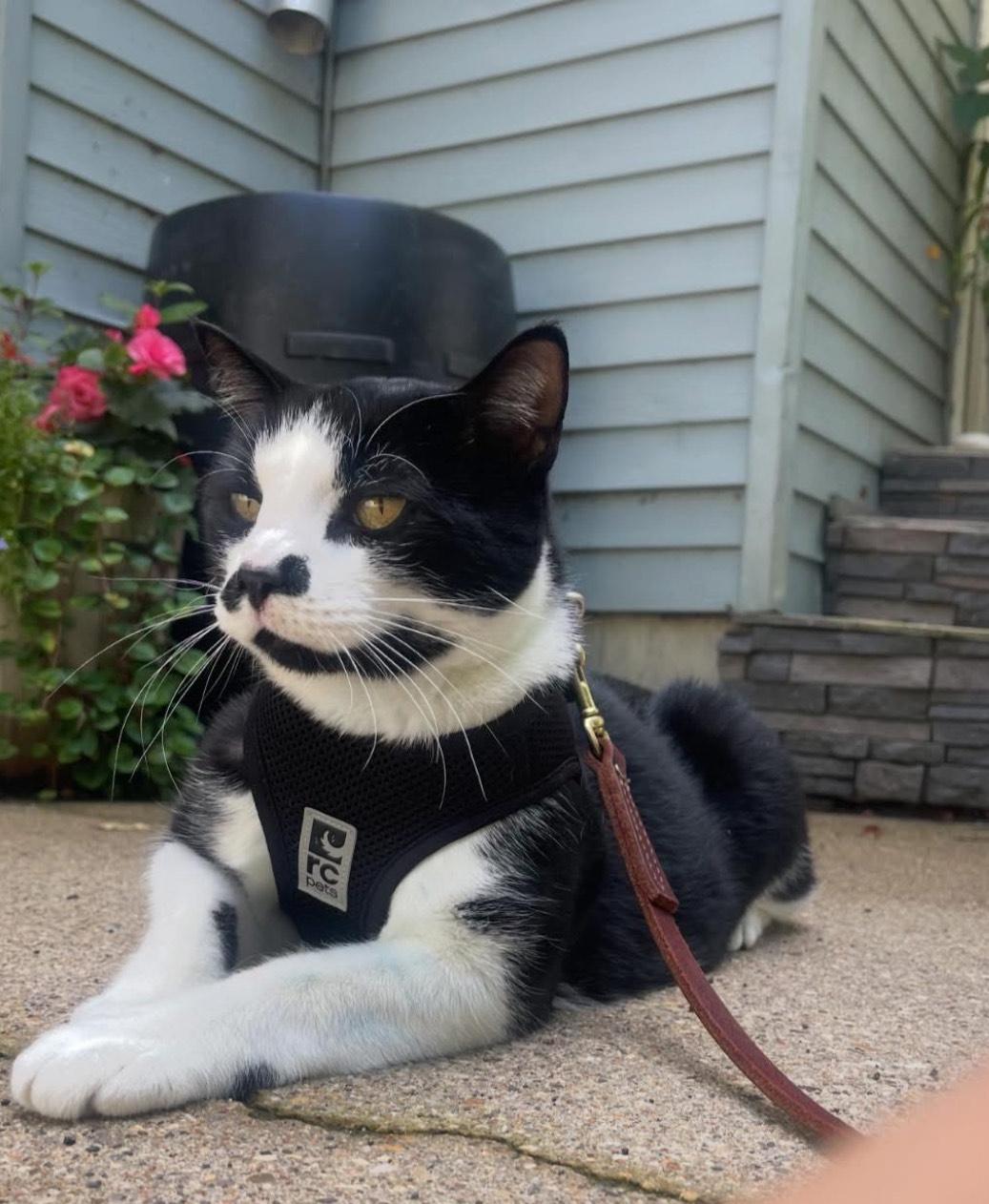 Moustachio, an adoptable Domestic Short Hair in Sherwood Park, AB, T8G 1E8 | Photo Image 1