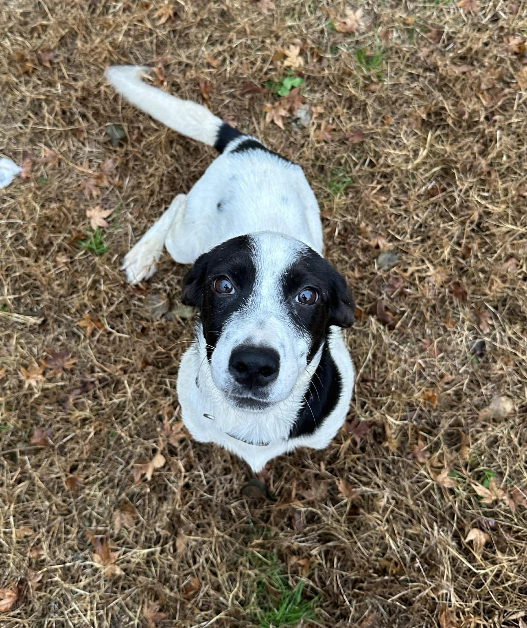 Mira (Erin-fostered in TN)