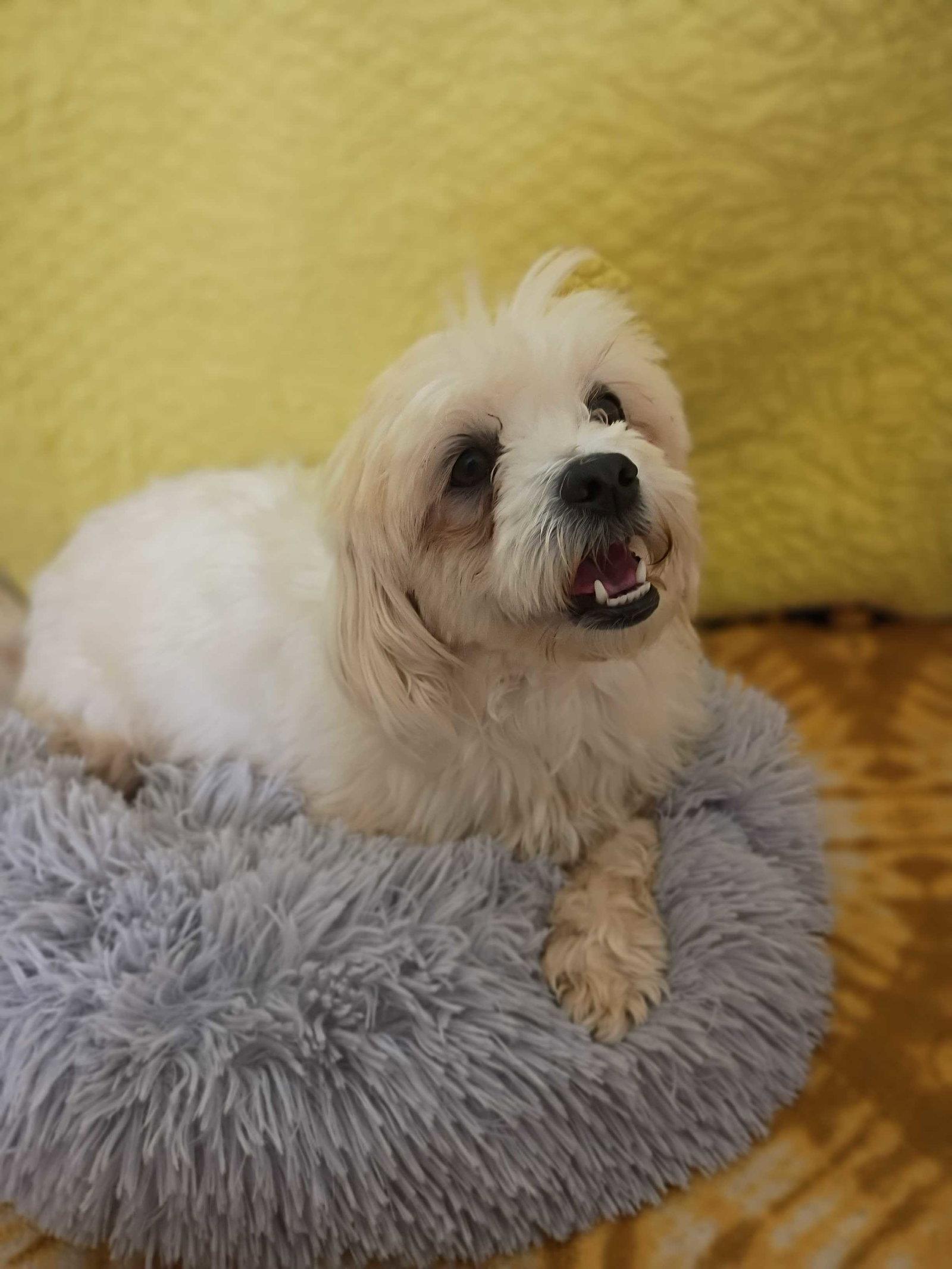 Enlarge Ceryse Mar 26, a Adoptable mixed breed in Pacolet, SC image 1/3