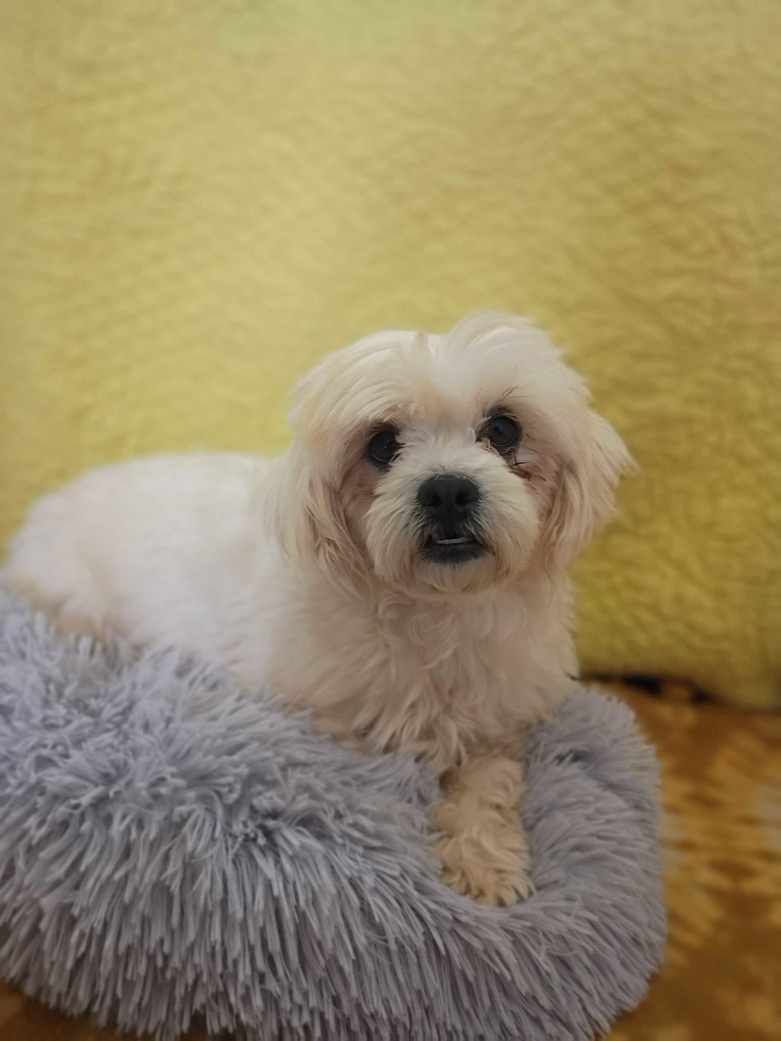 Enlarge Ceryse Mar 26, a Adoptable mixed breed in Pacolet, SC image 3/3
