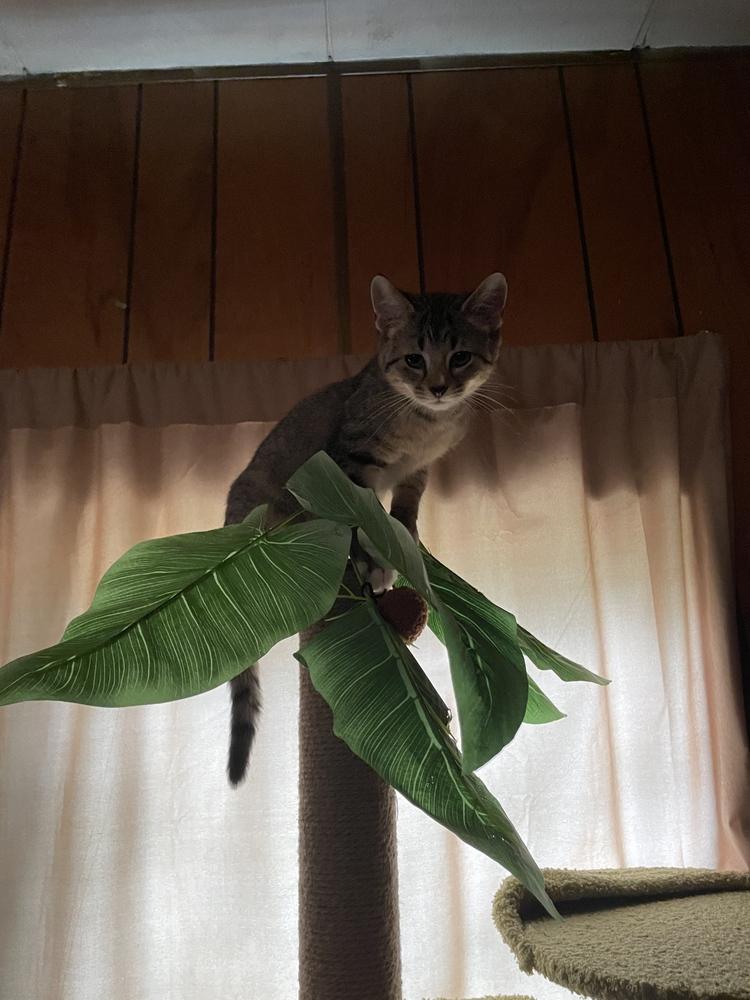 Maple, Adoptable, Kitten Female Domestic Short Hair.