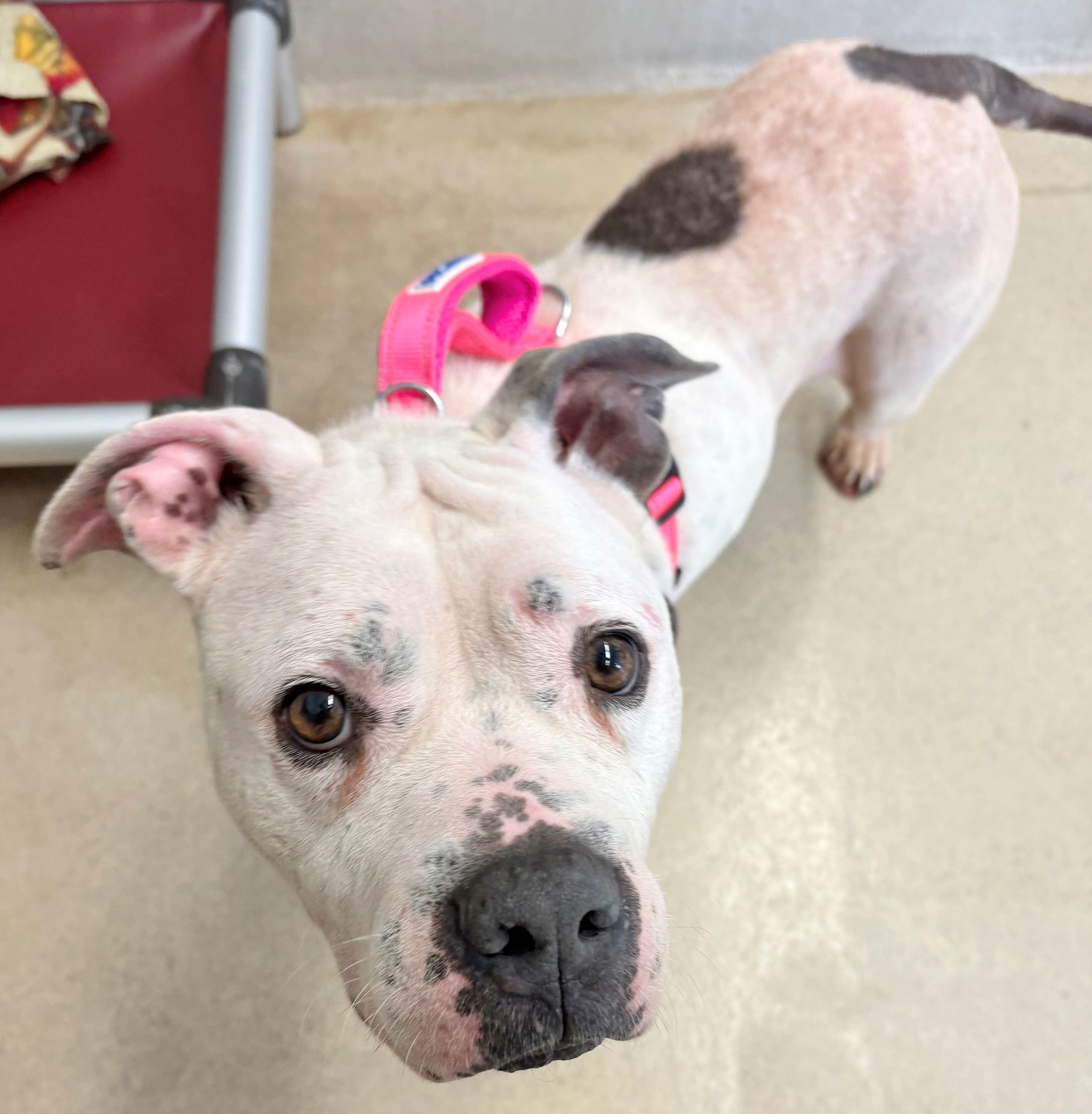 Enlarge Maggie, a ADOPTABLE mixed breed in Iowa City, IA image 2/2