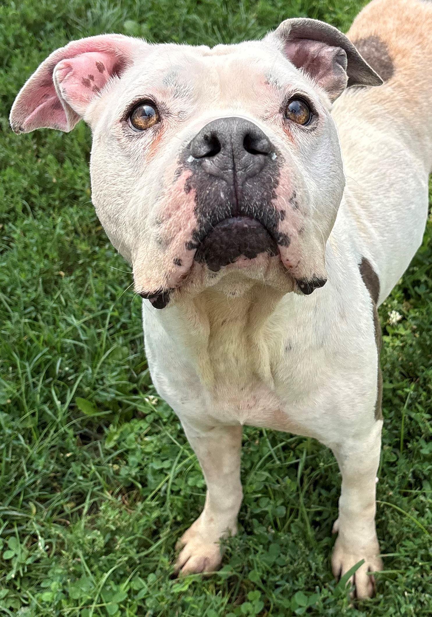 Enlarge Maggie, a ADOPTABLE mixed breed in Iowa City, IA image 1/2