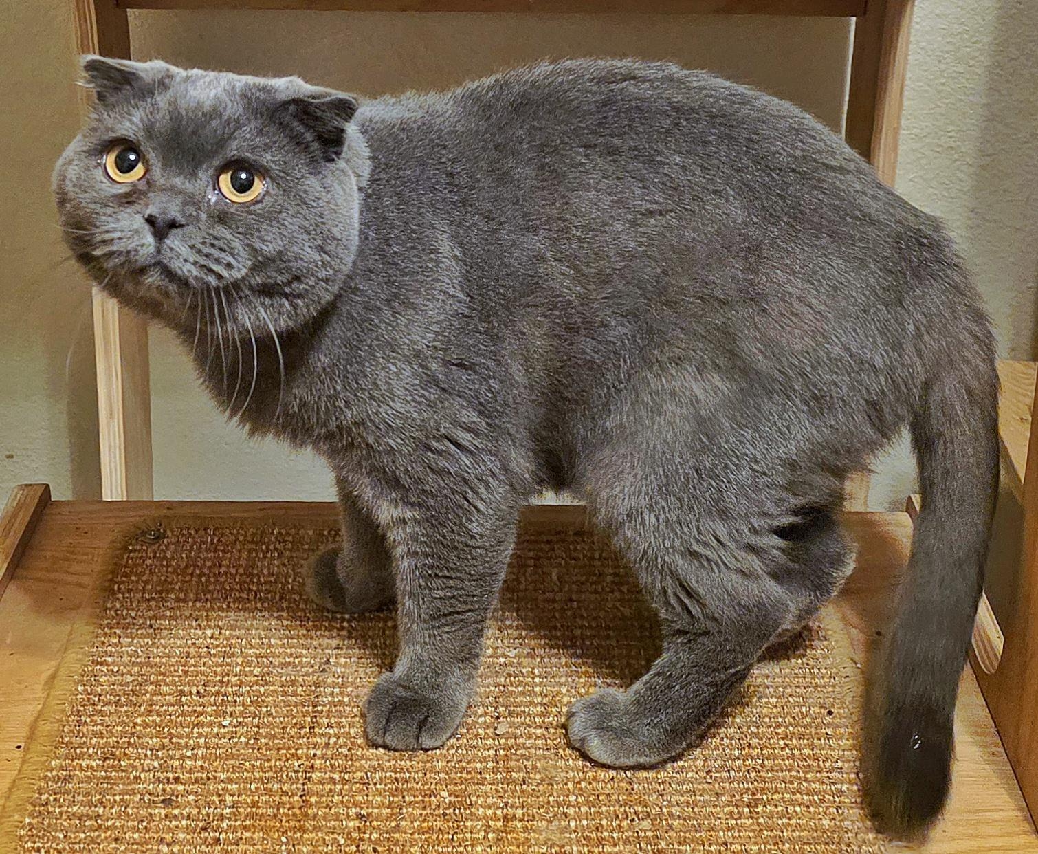 Enlarge Winnie, a Adopted Scottish Fold in Converse, TX image 3/5