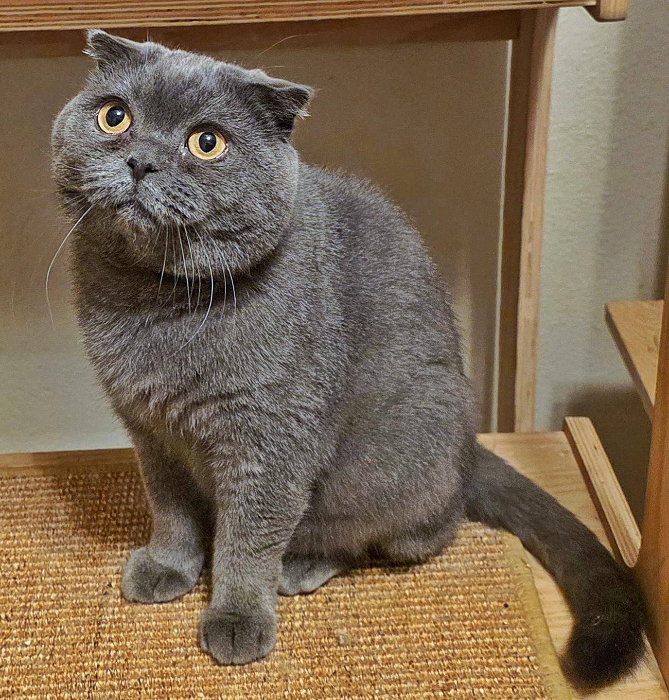 Enlarge Winnie, a Adopted Scottish Fold in Converse, TX image 4/5