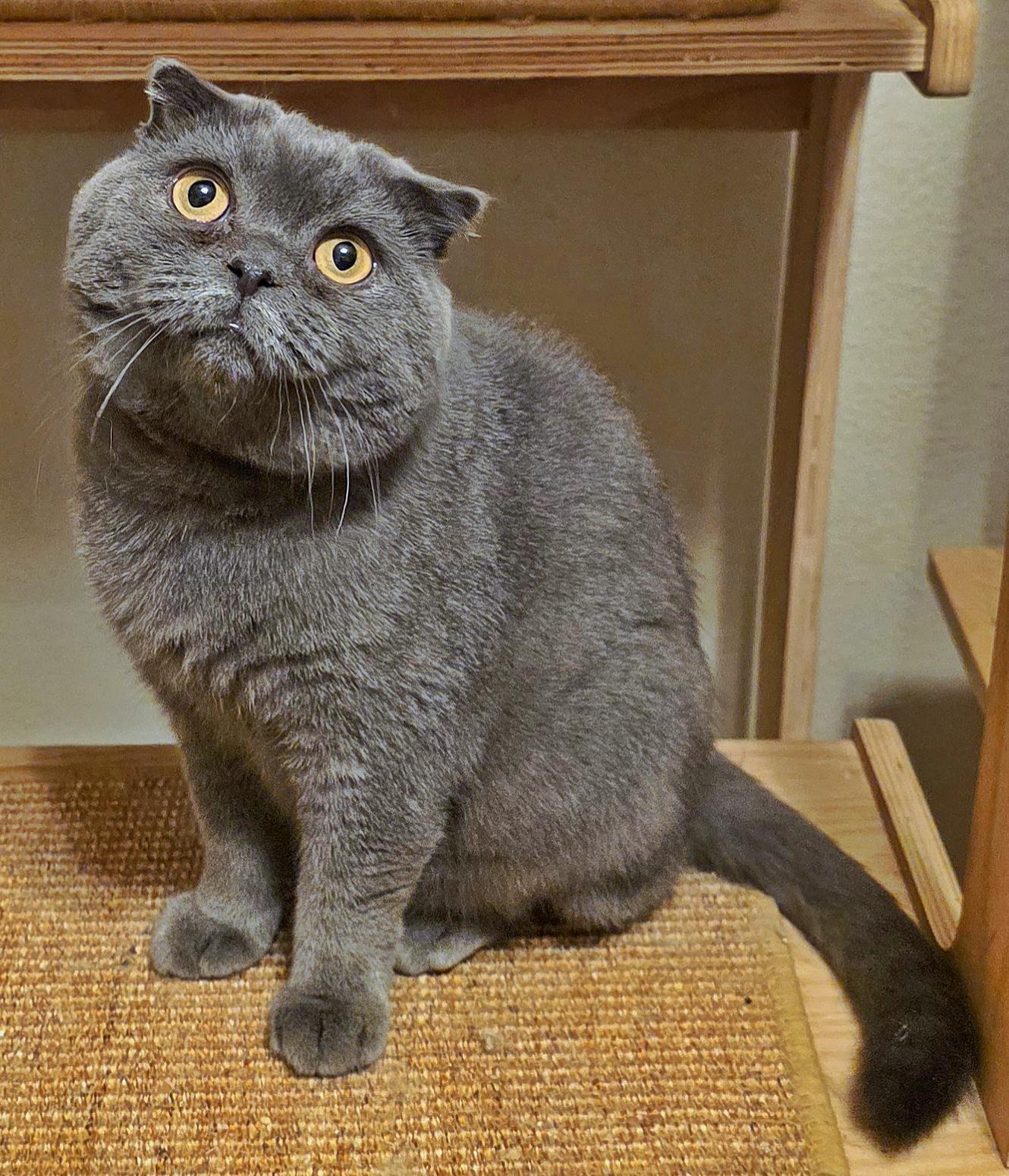 Enlarge Winnie, a Adopted Scottish Fold in Converse, TX image 2/5