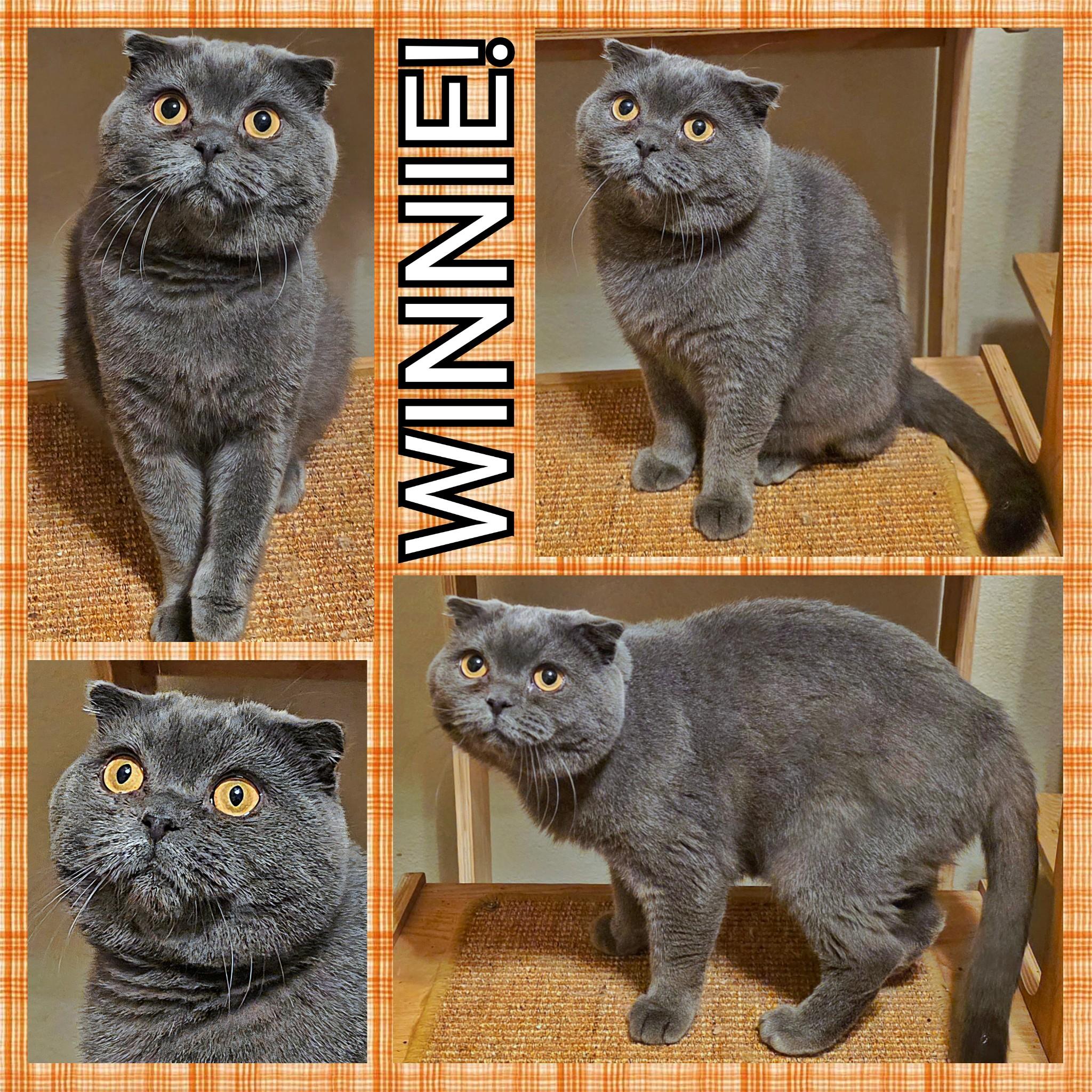 Enlarge Winnie, a Adopted Scottish Fold in Converse, TX image 5/5