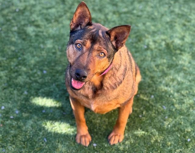 BRANDY, Adoptable, Adult Female German Shepherd Dog & Mixed Breed.