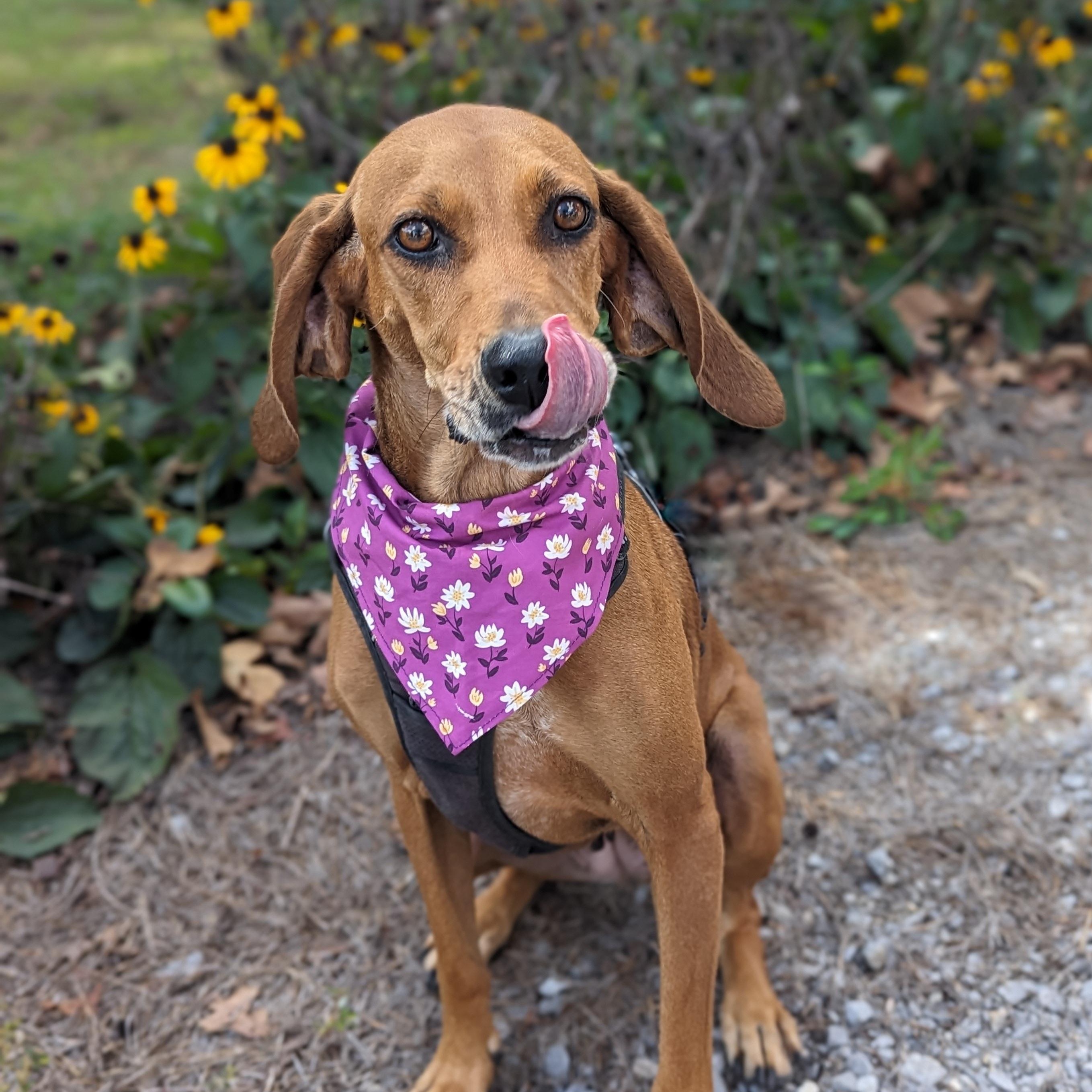 Enlarge Jojo, a Adoptable Redbone Coonhound in Helena, AL image 1/5