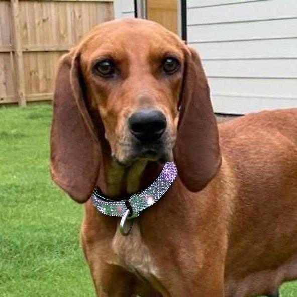 Enlarge Jojo, a Adoptable Redbone Coonhound in Helena, AL image 3/5