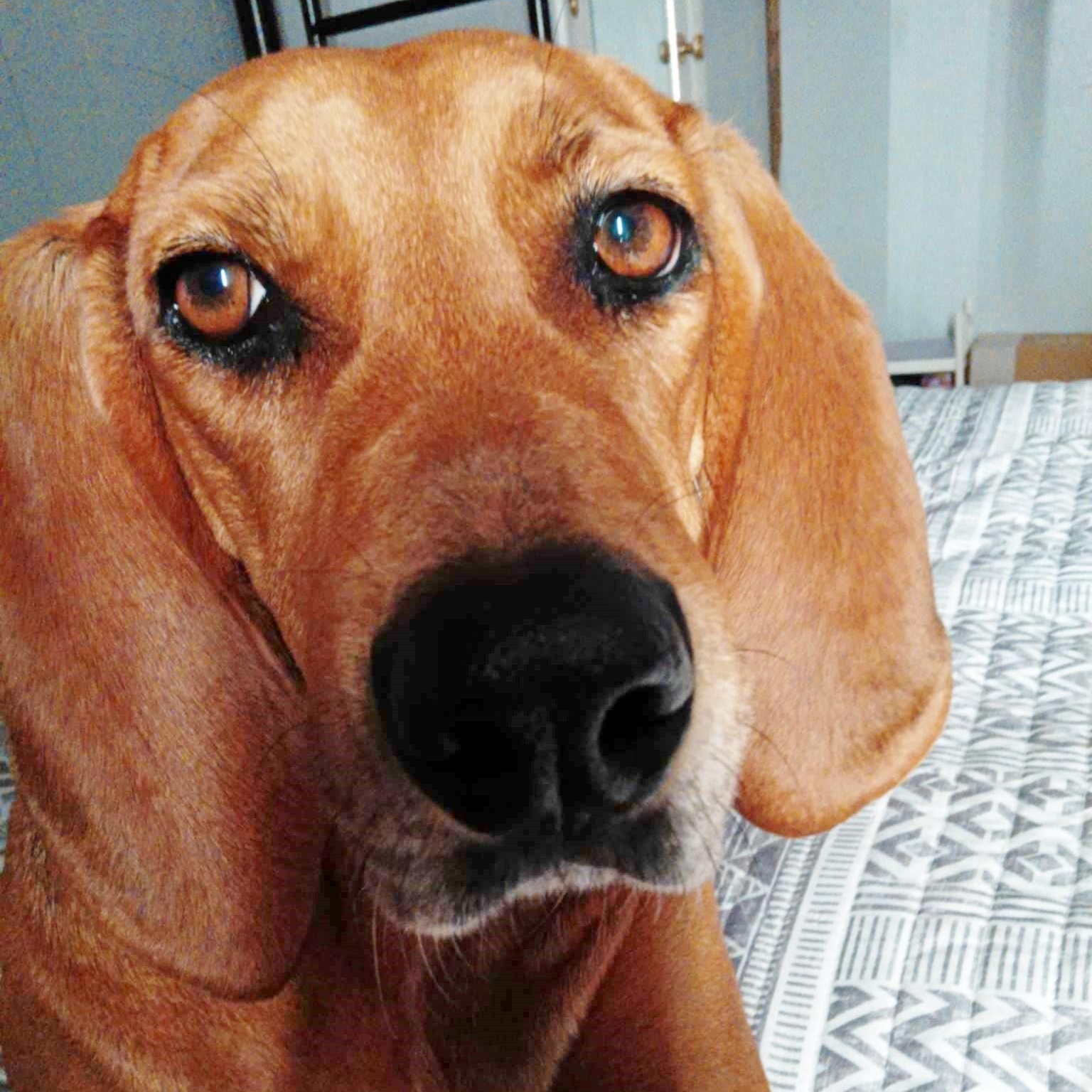 Enlarge Jojo, a Adoptable Redbone Coonhound in Helena, AL image 5/5