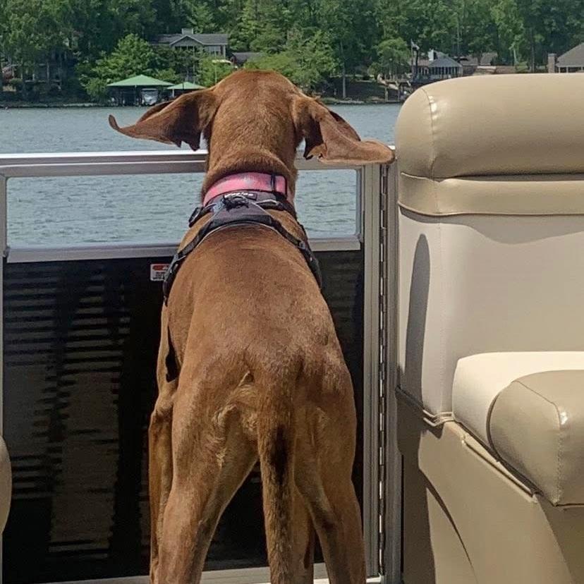 Enlarge Jojo, a Adoptable Redbone Coonhound in Helena, AL image 4/5