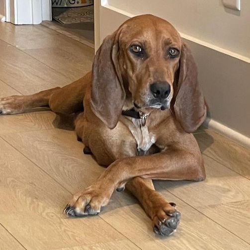 Enlarge Jojo, a Adoptable Redbone Coonhound in Helena, AL image 2/5