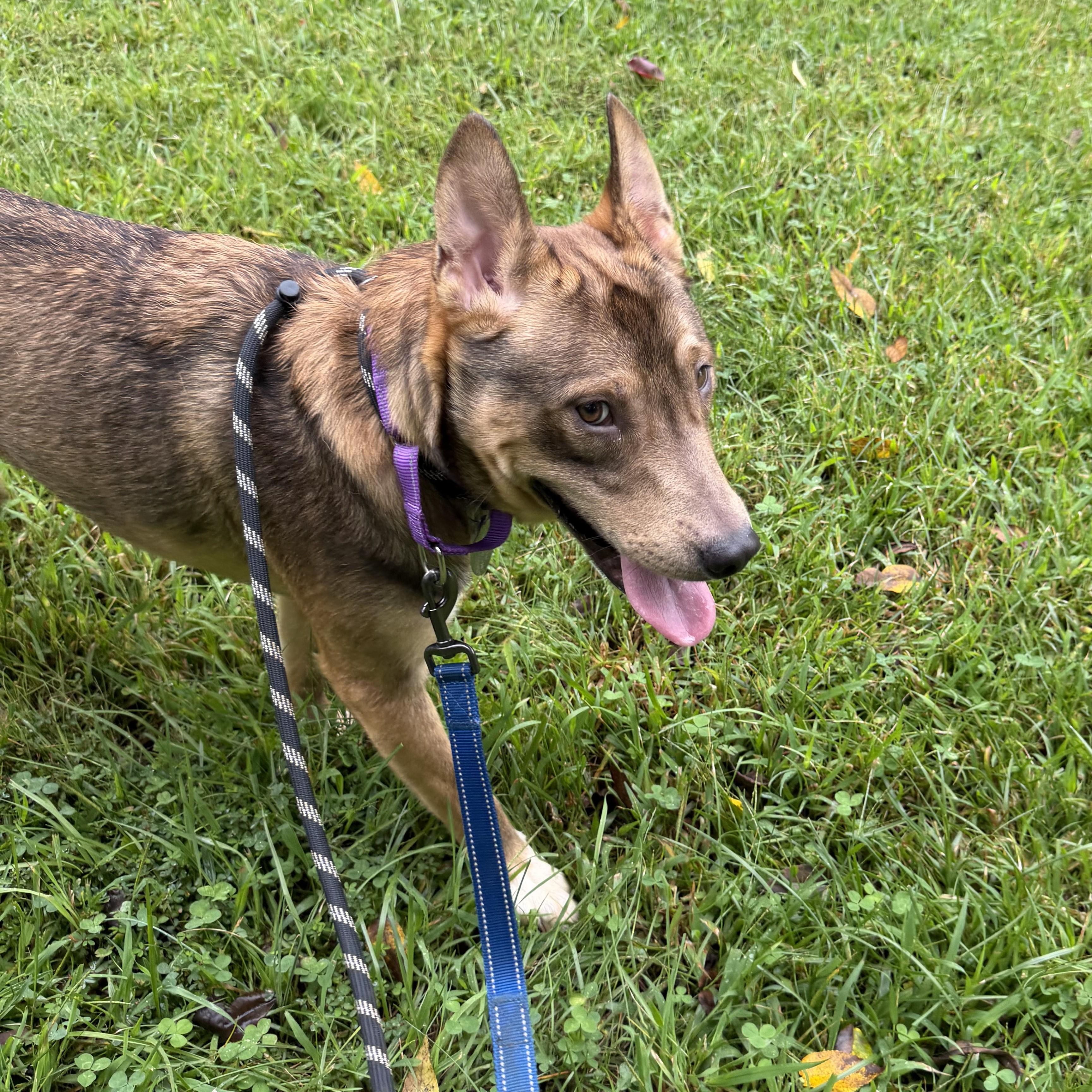 Enlarge Dingo, a Adoptable mixed breed in Phoenixville, PA image 5/6