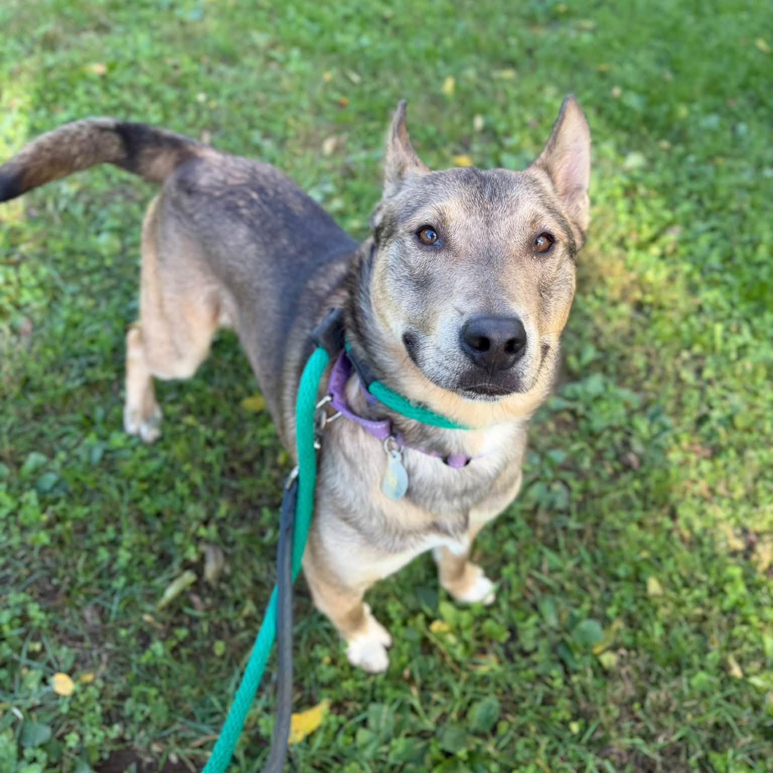 Enlarge Dingo, a Adoptable mixed breed in Phoenixville, PA image 2/6