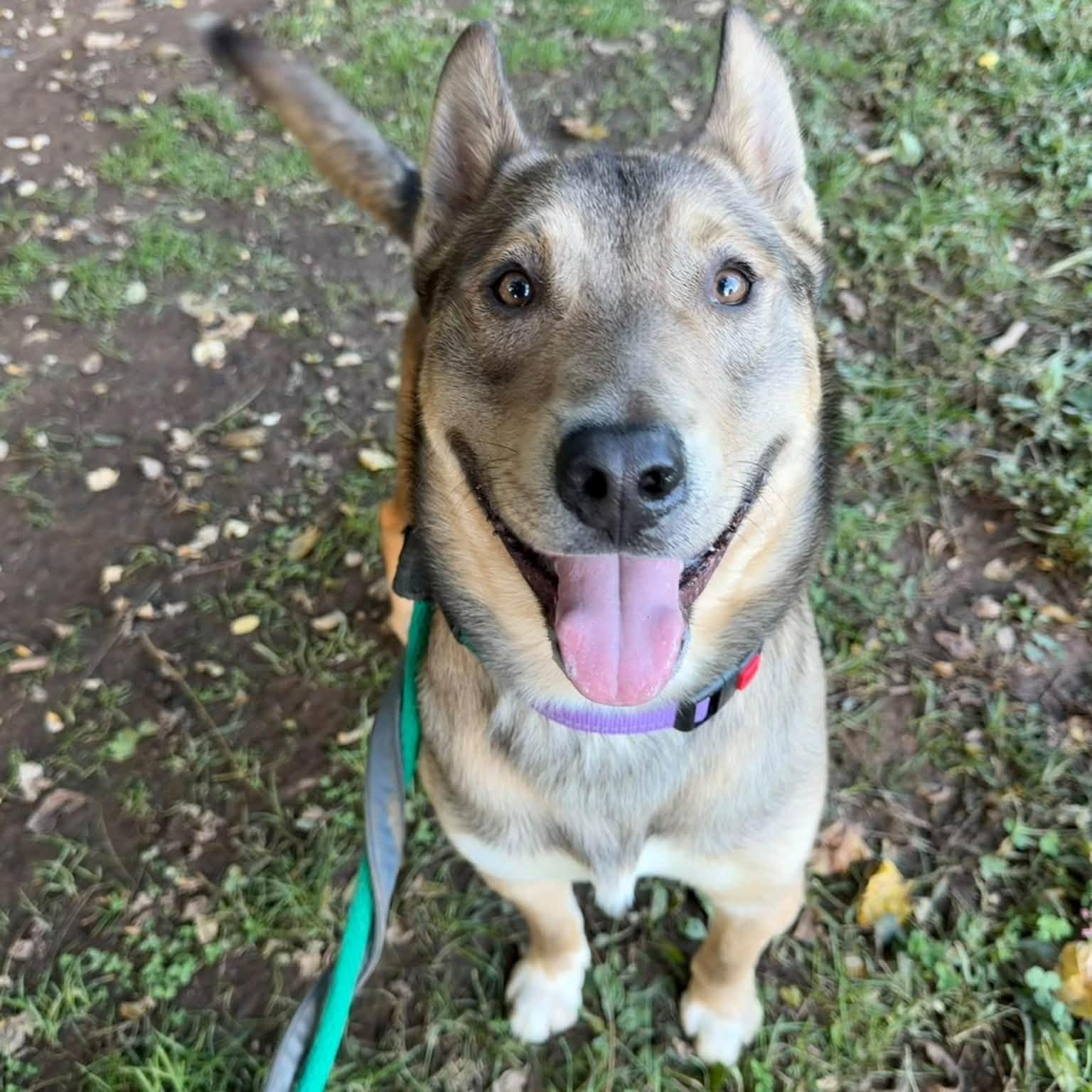 Enlarge Dingo, a Adoptable mixed breed in Phoenixville, PA image 1/6