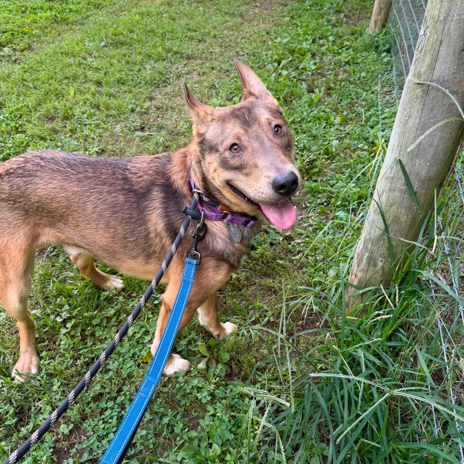 Enlarge Dingo, a Adoptable mixed breed in Phoenixville, PA image 3/6