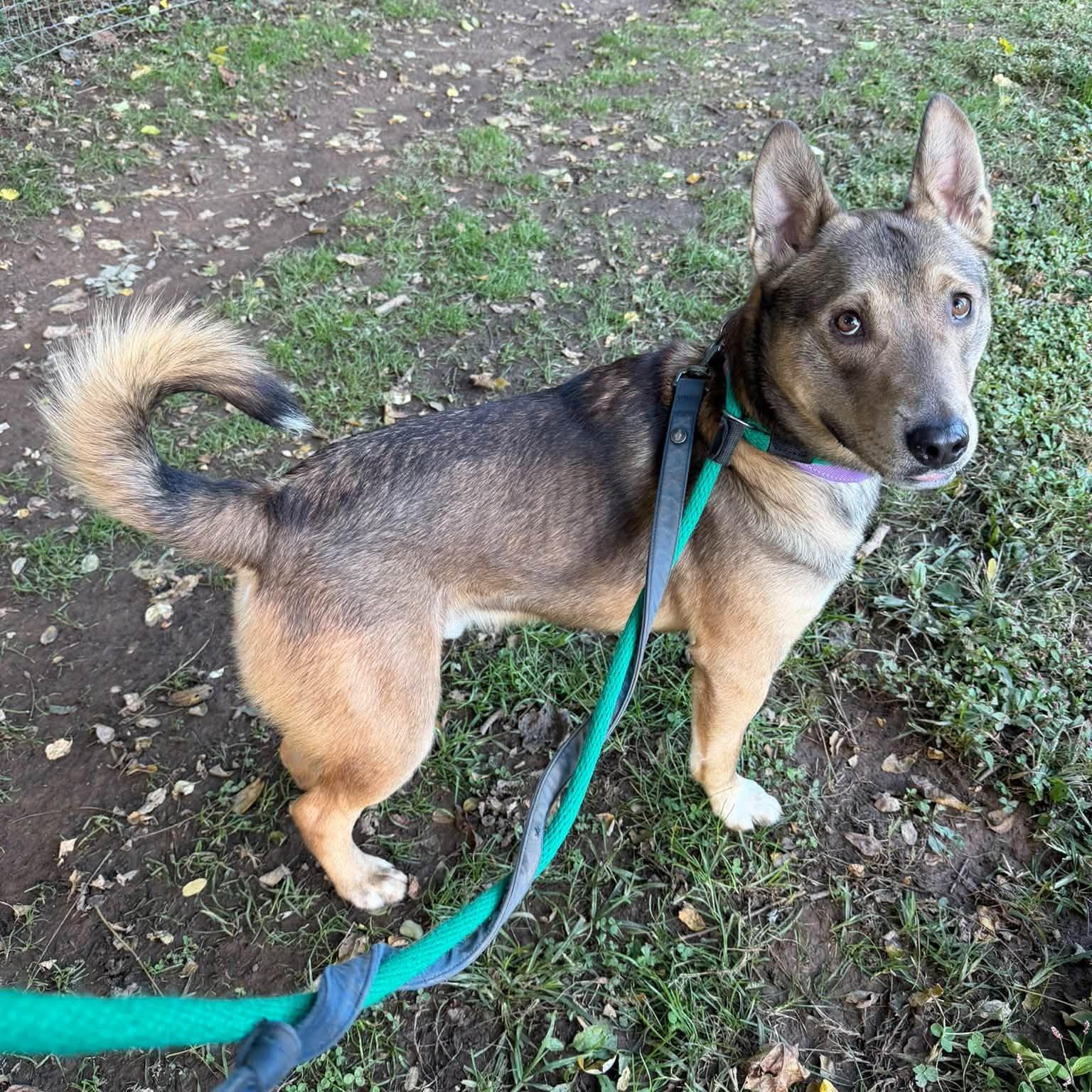 Enlarge Dingo, a Adoptable mixed breed in Phoenixville, PA image 6/6